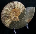 Huge Split Ammonite Pair - Agatized #6405-4